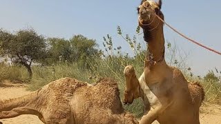 Camel Care: Best Practices for Health and Well-being" #CamelCare #HealthyCamels #CamelHealth