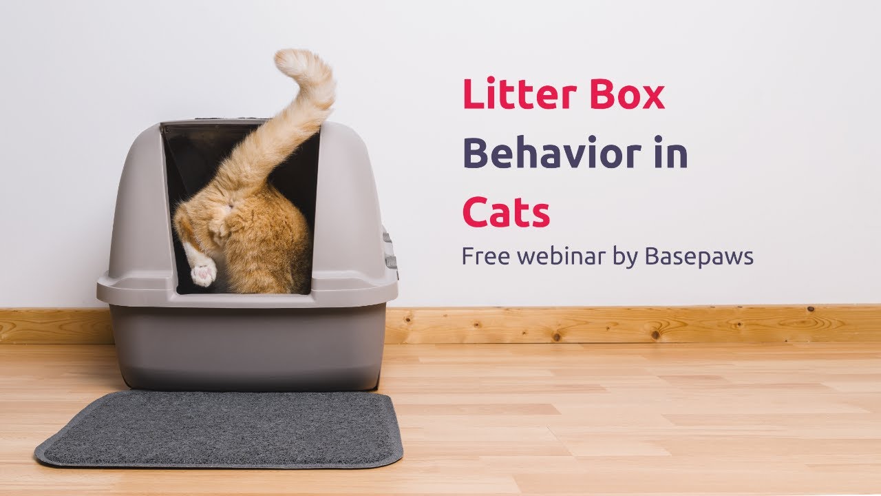 Litter Box Issues in Cats Free inar YouTube
