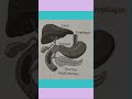 #biology #physics science #digestion #vira #viralvideo #viralreel #knowledge #viralshort #education