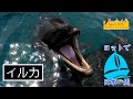 【リアルRPG 海賊編１６】土佐湾に、イルカは、いるかな？【高知県(室戸〜土佐佐賀)】