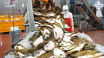 Extreme & Ultra-Clean! Korea’s Mega Seafood Factory Compilation