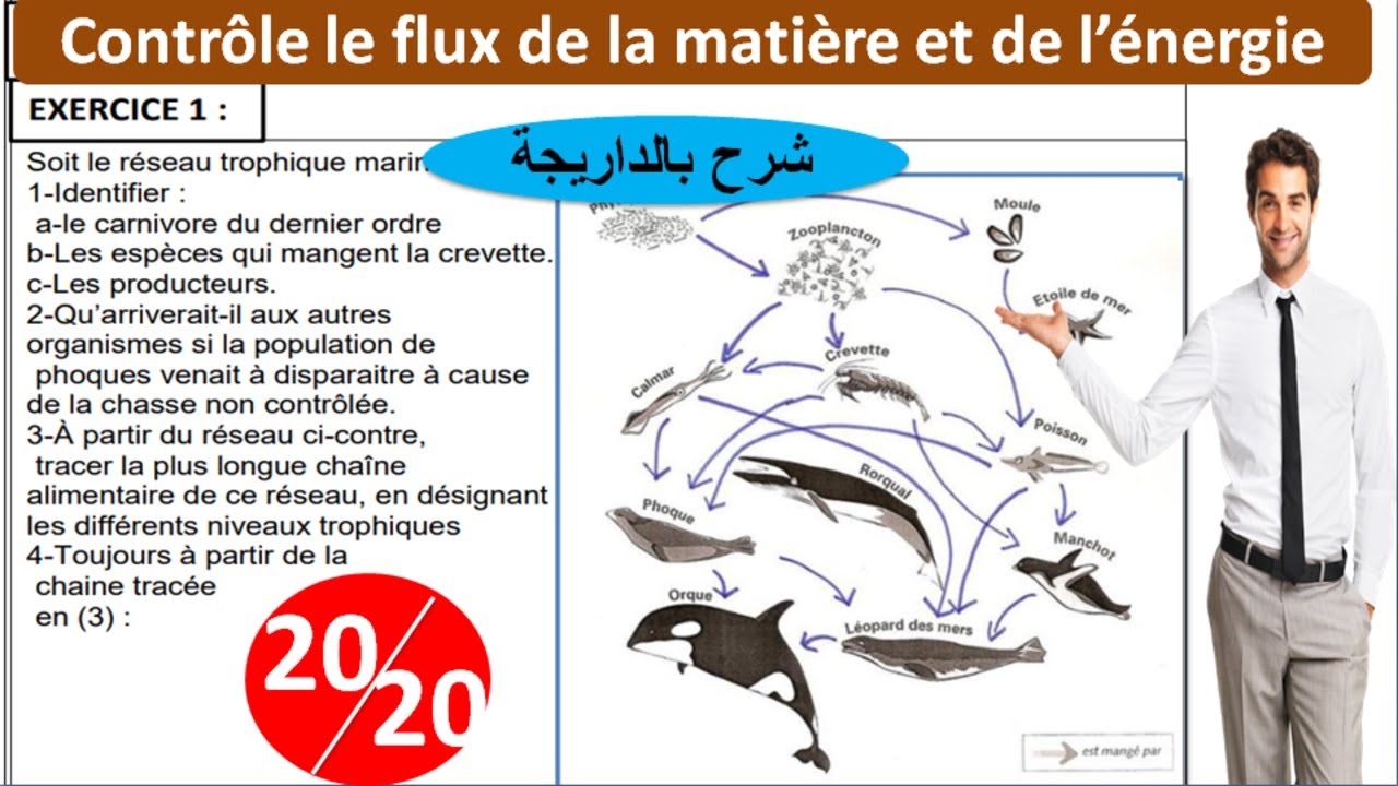 flux de la matière et de l'énergie dans l'écosystème (شرح بالداريجة)