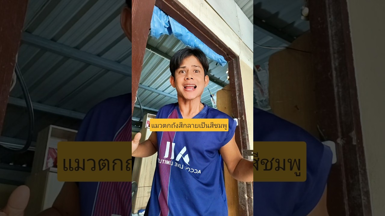 ปกคลิป แมวพลาดท่าตกถังสีกลายเป็นแมวสีชมพูพ่อบอกแล้วก็ไม่ฟัง😆 #บังเอิญเจอ #funny #comedy #การแสดงเท่านั้น โดย #นาจบังเอิญเจอ Chanel 