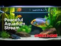 Relaxing Aquarium Stream | African Cichlid Tank #23