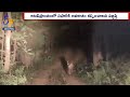 Tiger spotted at Amrabad Tiger Reserve, IFS officer shares video