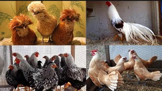 Fince Chiken Farming In Punjab,Silver Laced Wyandotte @HSNEntertainment