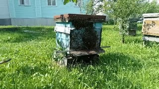 Роение пчёл. Прилетели сразу два пчелиных роя. Теперь я тоже пчеловод!