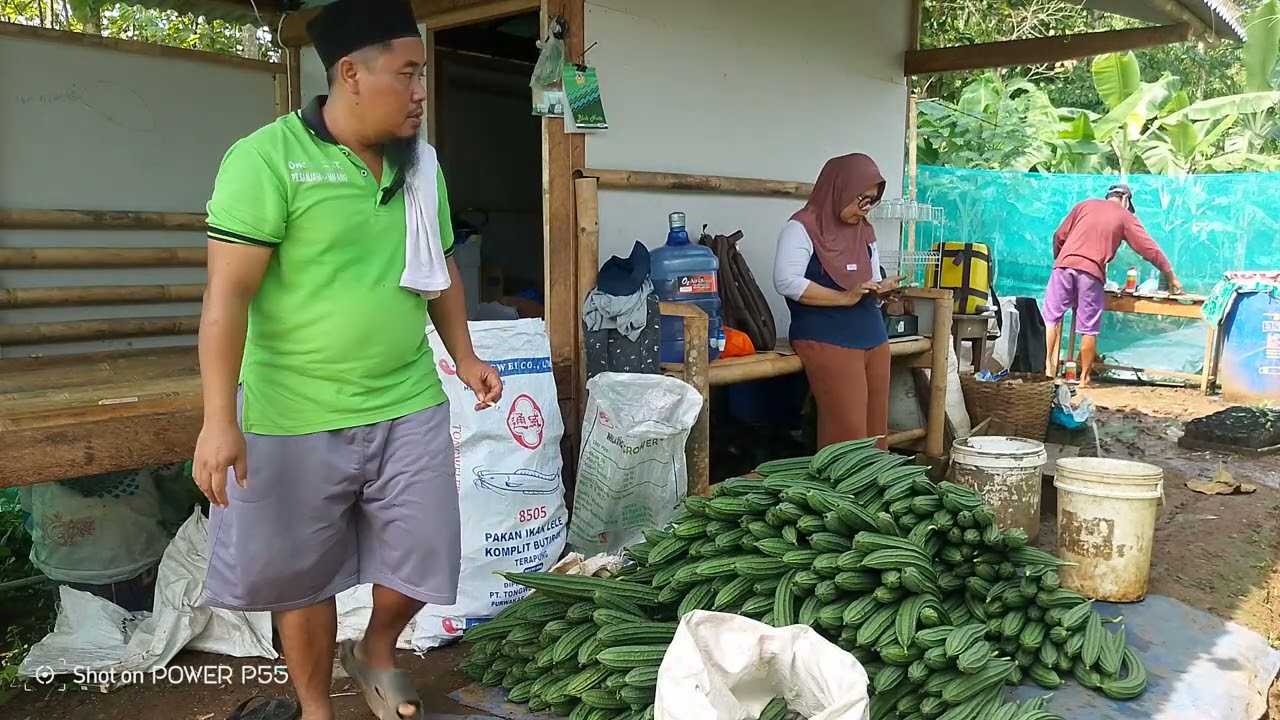 CARA PEMUPUKAN TANAMAN OYONG BIAR HASILNYA BANYAK DAN BERBOBOT