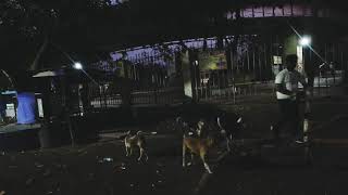 HYPERLAPSE OF STRAY ANIMAL FEEDING DURING LOCKDOWN IN AGARTALA