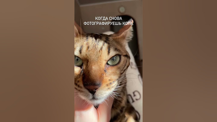 Снова что-то выдумала..🤦🏼‍♀️🤣 #top #video #youtube #youtubeshorts #shorts #cat #like #animals