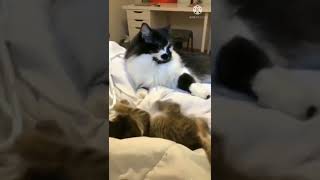 Cat Videos Funny
