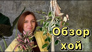 Обзор коллекции | Хойи | Часть 2