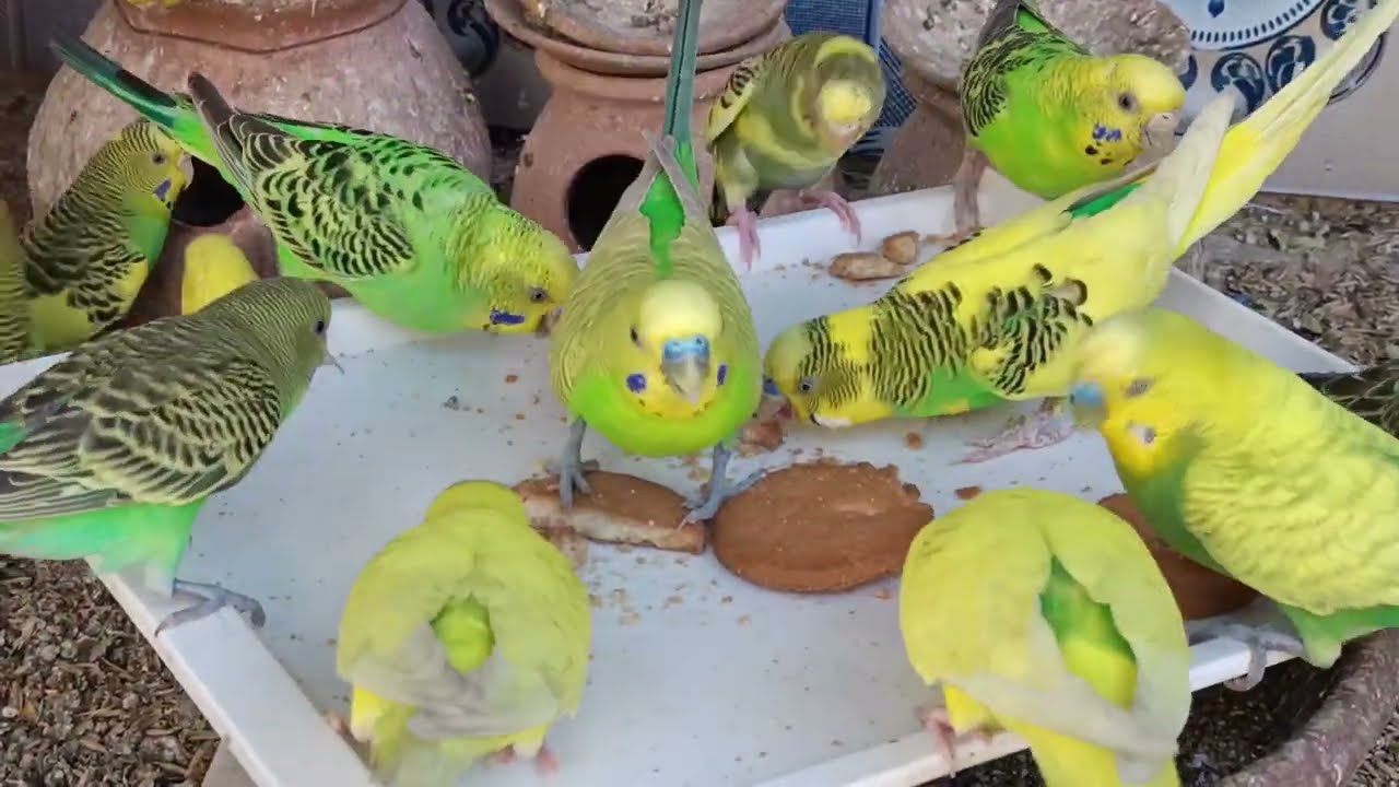 Love Birds Eating Sounds | ASMR 🦜🐦😘💕