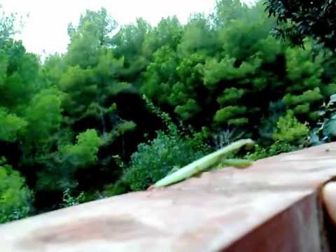 Attack by praying mantis and black cat (mantis religiosa)