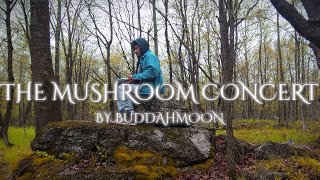 The mushroom concert - Relaxing music to calm thoughts, reduce overthinking, and stress & sleep well