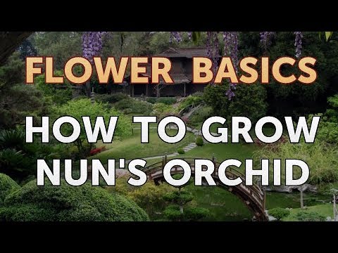 How to Grow Nun&rsquo;s Orchid