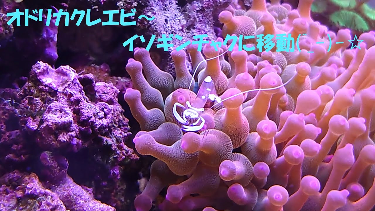 オドリカクレエビ イソギンチャクに移動 Youtube