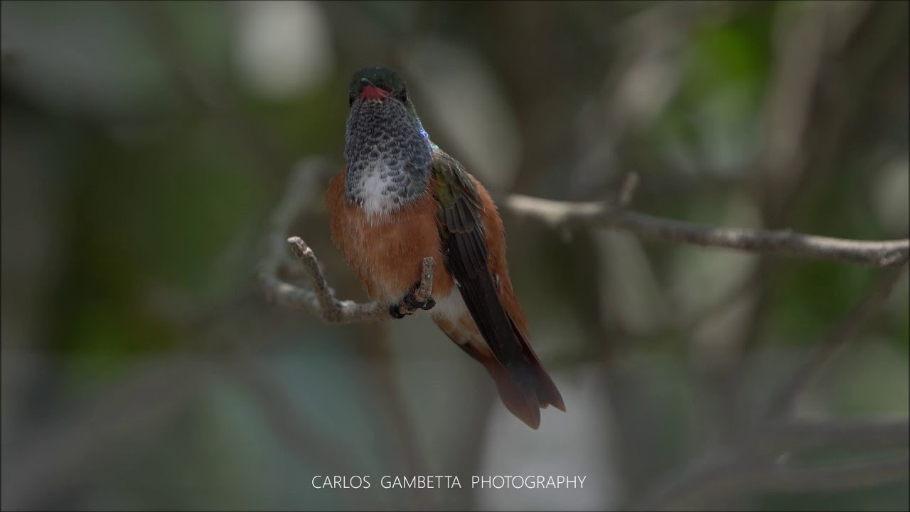 AMAZILIA HUMMINGBIRD ( Amazilia amazilia ) 2 