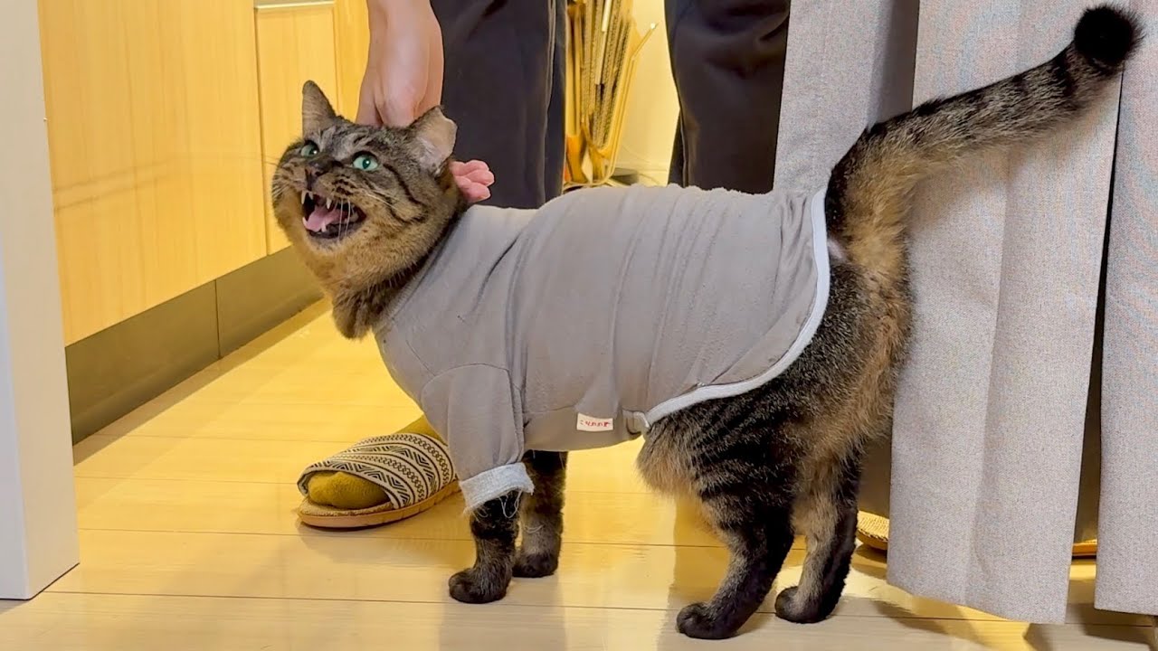 元地域猫。飼い主の「ご飯の歌」に合いの手を入れる超お喋り家猫になりました笑