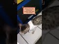 hello! Im bob #straycat#straycats #cat #catsoftiktok #catlover #petlover #fyi #kittycat #foryoupage