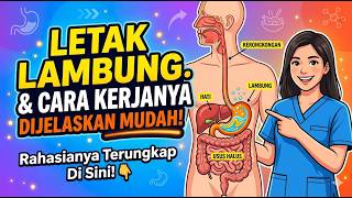 Letak Lambung pada Manusia dan Cara Kerjanya Dijelaskan dengan Mudah! Letak Lambung pada Manusia dan Cara Kerjanya Dijelaskan dengan Mudah!