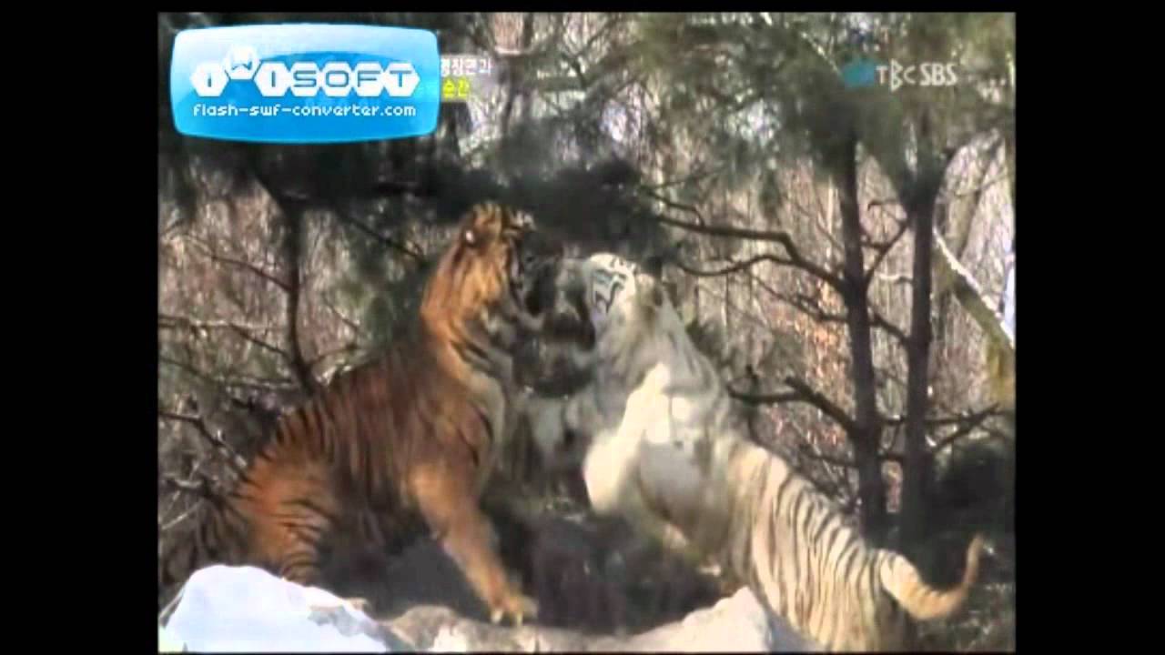 Orange tiger versus White tiger YouTube