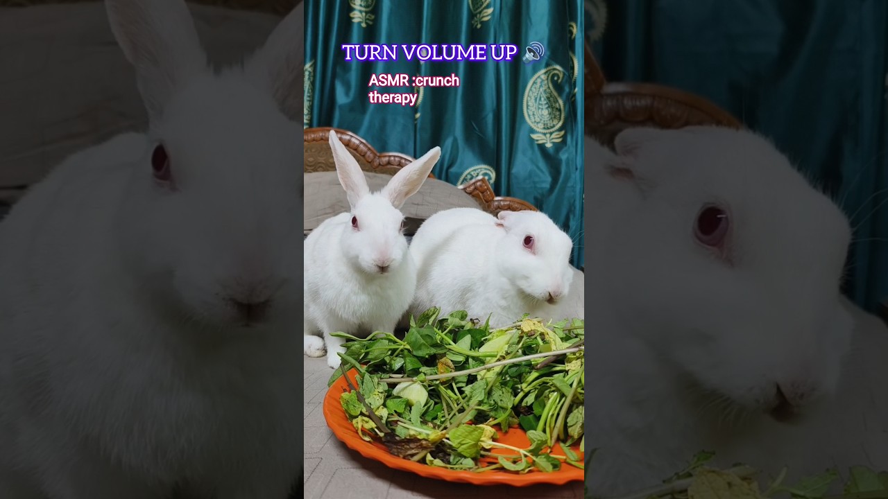 just listen 👂sound?😱#rabbit #cat #cute #jungkook #bts #asmr