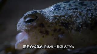 沙漠里最凶萌的动物 #动物世界 #神奇动物在抖音 #野生动物零距离 #动物科普 #沙漠雨蛙