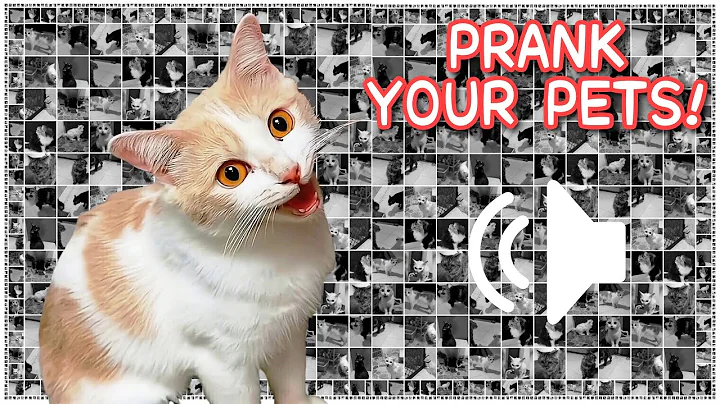 Video 9770781: compilation cat sounds, best cat compilation, cat funny pets, catmeow