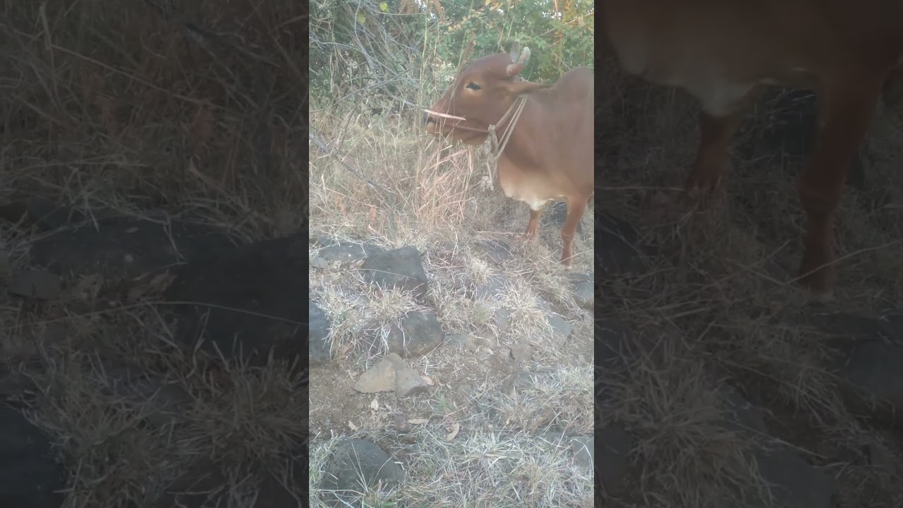 Nandi turai gavat khatna