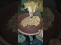 cute dog #cute #dog#doglover #puppy #labrador #shortvideo ##cute teddy bear pic