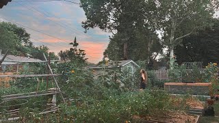 A Summer Evening In My Garden  Squash Bugs, Preparing For Fall & Taking Care Of My Chickens!