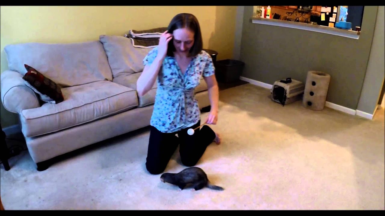 How to Target Train Your Ferret: Part 2 - YouTube