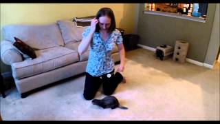 How to Target Train Your Ferret: Part 2