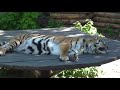 Kiev Zoo -the🐯Tiger ate the meat, and is resting; Funny Bears