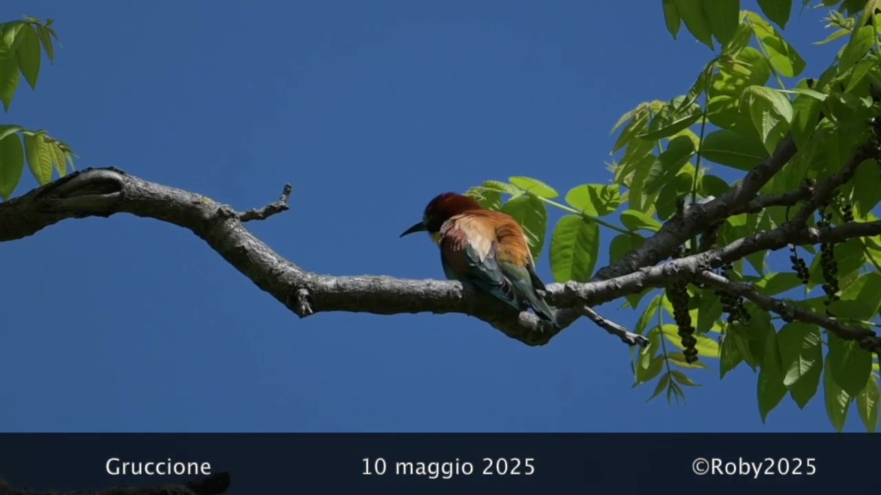 Gruccione maggio 2025