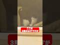 あなたのおうちはどこですか？　#animals #子猫 #動物# #保護猫#猫のいる暮らし
