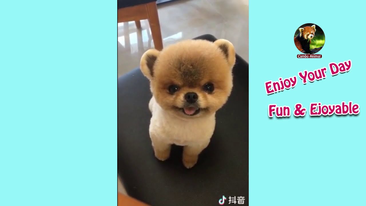 Lovey and Cute Cat and Doy in the House | Cambo Animal