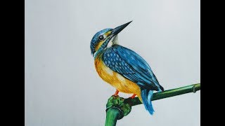 How to draw kingfisher bird. demonstration of bird painting with
watercolour pencil by dev vishwakarma. here's a tutorial ...