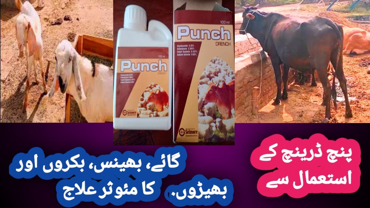 Punch Drench / How to use Animals,, Cow and Buffalo (Goats) Bakra