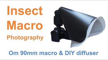 Insect Macro Photography with Om 1 & OM 90mm 2x Macro & Homemade Flash Diffuser