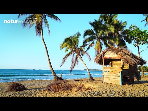 🌴 Ocean Ambience on a Tropical Island with Soothing Waves & Paradise View for Relaxation