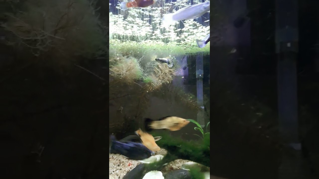 Need To Clean The Aquarium But There s Baby Fish happyfishkeeping need-to-clean-the-aquarium-but-there-s-baby-fish-happyfishkeeping