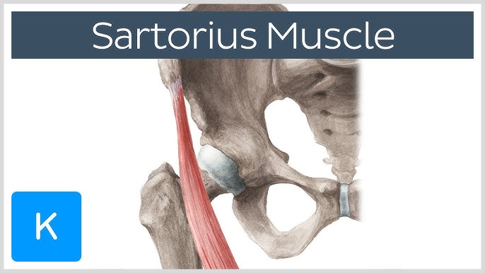 Front and Inner Thigh Pain, SARTORIUS MUSCLE: his diagram shows the upper  portion of the muscle on the st…