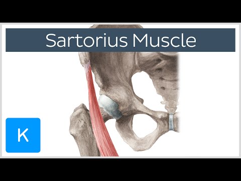 Video: Kas yra Sartorius raumens įterpimas?