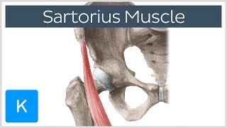 Sartorius Muscle - Origin, Insertion, Innervation & Actions - Anatomy | Kenhub