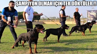 ŞAMPİYON ROTTWEİLER HANGİ KÖPEK OLACAK !! ( ROTTWEİLER IRK DERNEĞİ SİLİVRİ ETKİNLİĞİ 2019 İSTANBUL )