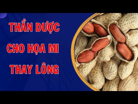 Video Cho chim họa mi ăn củ này khi thay lông, chim sẽ có bộ... - YouTube