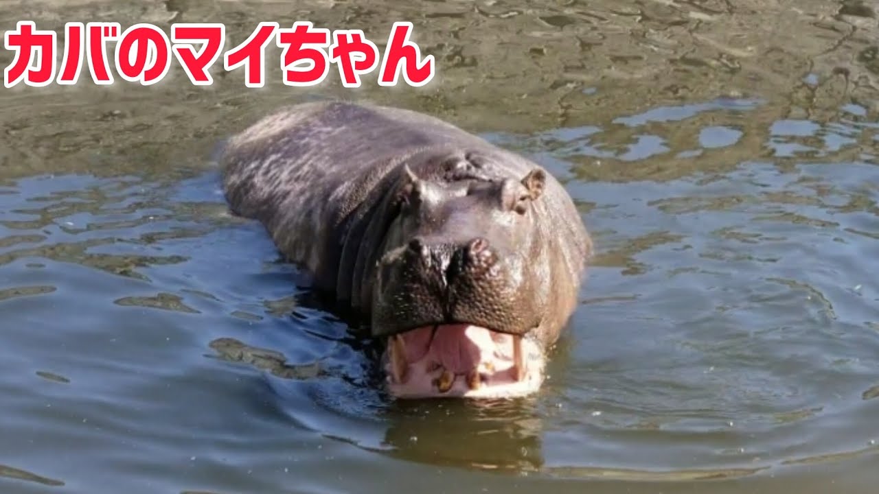 カバのマイちゃん hippopotamus mai #東武動物公園 #動物園 #zoo #カバ #hippopotamus - YouTube