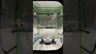 Celebrity My 1st #growtent #vivosun 5x5 set up #vs4300 grow light #detroitruntz #tikimadman cut #icecreamcake Wealth